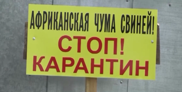 В Муроме ввели карантин по африканской чуме свиней