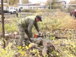 Городские службы по благоустройству приступили к расчистке земельного участка, выделенного администрацией под строительство новой детской поликлиники